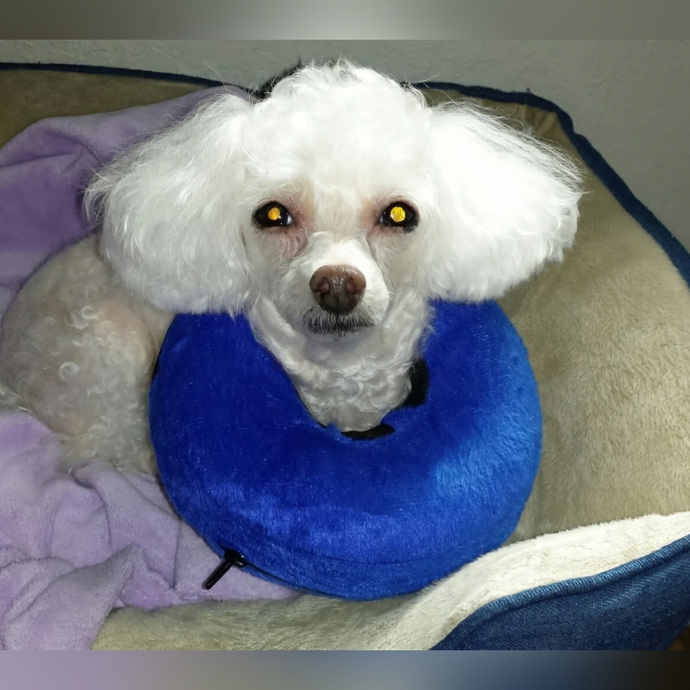 Inflatable Dog Cone Collar size Small So Much Better Than Cones